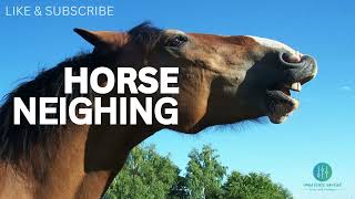 Horse Sound Effects  Horse Neighing  Download Copyright Free Sound Effects [upl. by Ettenot]