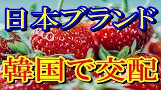 【日本ブランドが危ない！】生産者の想いを踏みにじる産業スパイ [upl. by Fosdick610]