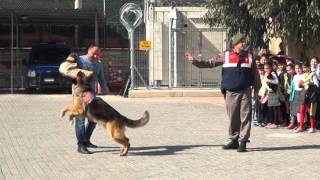 Jandarma Köpeği Tetik [upl. by Haven]