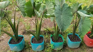 Growing taro from cutting in container  Growing keladi from cutting  Growing kalo [upl. by Tyika]