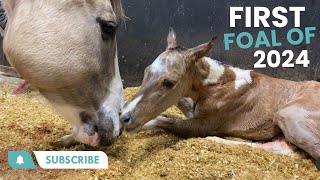 First Foal of 2024  Born 16 Days EARLY [upl. by Howey305]