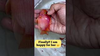 I saved my Parrot fish A big relief and lesson learned❤️🔥👍fish fishlover parrotfish fishtank [upl. by Nonohcle116]