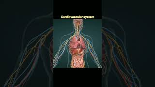 cardiovascular system anatomy anatomy biology [upl. by Lehmann133]