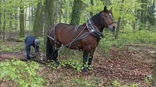 Holzrücken  Waldarbeit mit Pferden [upl. by Leilah]