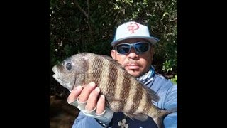 Fishing with Los 16quot Sheepshead at Weedon Island [upl. by Keyte]