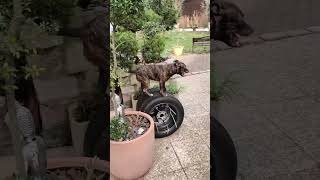 What the dog doing  🫣🐶 dog staffy staffordshirebullterrier agility parkour k9 apbt [upl. by Baese]