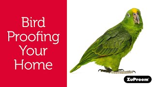 BirdProofing Your Home  Tips For Bird Owners [upl. by Lily934]