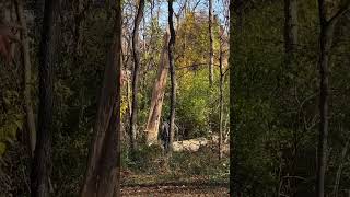 Huge Barber Chair Felling an Ash Tree Crazy [upl. by Trimble996]