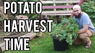 When To Harvest Potatoes Grown In Containers [upl. by Buchheim892]