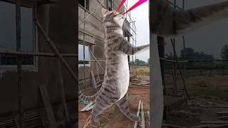 Billi bole meow meow cute cat shot song [upl. by Ttnerb]