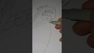 Macaw Illustration line pen drawing art satisfying fyp viral [upl. by Ziana]