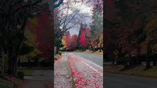 Seattle Washington Fall Foliage [upl. by Knowling]