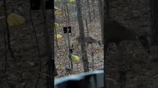 Close up Ravin r10 shot hunting crossbow ravin crossbowhunting [upl. by Letney]