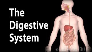 Physiology Basics the Digestive System Animation [upl. by Eednac547]