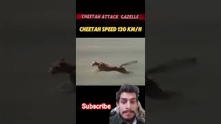 Cheetah Attack Gazelle🐆 funny cheetah wildanimals animals wildlife subscribe shorts shortvid [upl. by Vanny]