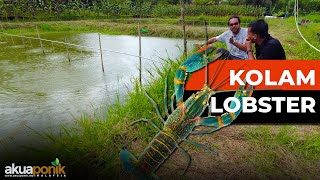 Boleh UNTUNG Ke Bela LOBSTER Ni  Ternakan Lobster Air Tawar Kolam Tanah  Ada Ke Orang Nak BELI [upl. by Anicart]