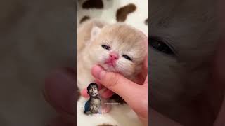 Kucing lucu cat cute pets kitten cutecat music song [upl. by Orton26]