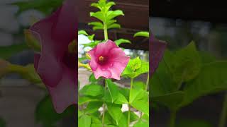 Allamanda pink flower allamandaflower allamanda allamandaplant summerfloweringplant [upl. by Idok937]