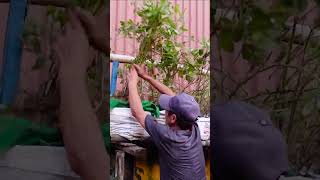 Brilliant Idea How to Grow Peanuts at Home Extremely Easy for Beginners [upl. by Ashmead]