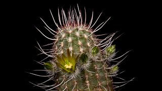 Time Lapse Echinocereus chloranthus USA Texas Culberson County [upl. by Mohammed785]