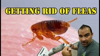 How to get rid of fleas in your home [upl. by Conny]