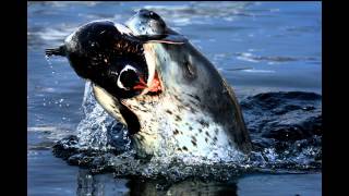 Pole to pole Diary of a National Geographic photojournalist  Paul Nicklen  TEDxMidwest [upl. by Curley]