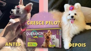 QUERANON CRESCE PELOS [upl. by Weitzman619]