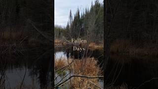 Fallen Days ASMR [upl. by Walli57]