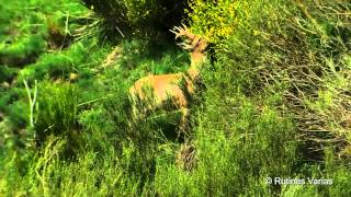 Imponente corzo macho Capreolus capreolus [upl. by Aikemahs324]