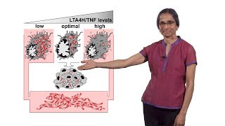 Lalita Ramakrishnan Cambridge 3 Tuberculosis as an Inflammatory Disease [upl. by Vaules]