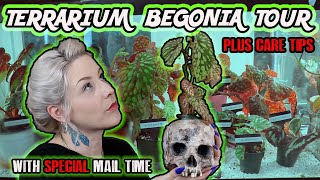 Terrarium Begonia Plant Tour amp Begonia Care Tips [upl. by Ias]