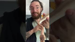 Unboxing Video from Wilbanks Reptiles — Cinnamon Champagne [upl. by Barta]