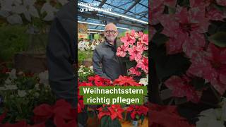 Weihnachtsstern richtig pflegen Tipps für eine prächtige Blüte zur Weihnachtszeit garten diy [upl. by Elyak]