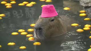 capybara masbro song for 1 hour 1 jam relaxing [upl. by Nosyrb]