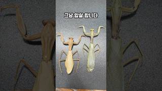 암컷 압살하는 알파메일 사마귀 Sp 치앙마이 사마귀 왕사마귀 사마귀표본 곤충표본 hierodula rhombodera chiangmai insects [upl. by Kent]