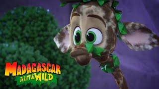 Melman Gets Lost  MADAGASCAR A LITTLE WILD [upl. by Durante593]