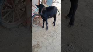 Foolad haryanvi song  village life short video village desi culture short video viral video [upl. by Lidia]