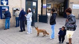 Funny Videos A fox standing in a que outside Hackney Community College in Hoxton east London [upl. by Nivalc]