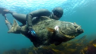 Spearfishing Halibut in Norway [upl. by Aihsei]