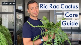 Ric Rac Fishbone Cactus Care Guide  How I made my cactus fuller [upl. by Eizus]