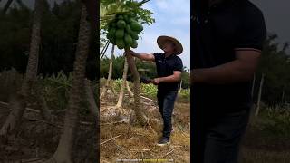 Why are Chinese people cutting down papaya trees [upl. by Kcirderfla715]