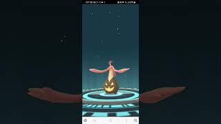 Poop Dog Evolving Pumpkaboo into Gourgeist XXL [upl. by Weitman]