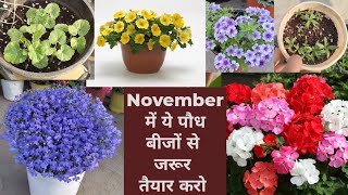 Winter Flowers की बीज से लगाई 30  तरह की पौध  Winter Flowers From Seedling Winter Seeds Online [upl. by Concepcion]