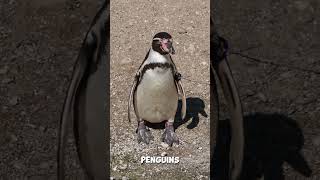 Why do penguins waddle [upl. by Jp334]