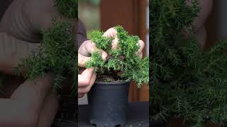 Cryptomeria progression Japanese cedar Bonsai bonsai [upl. by Schonfield99]