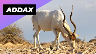 Addax 🐐 One Of The Most Endangered Animals In The Wild shorts [upl. by Ferrick461]