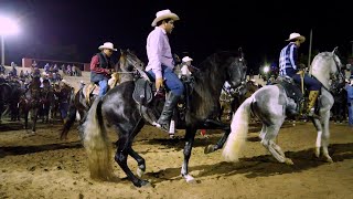 ⭐ CABALLOS BAILADORES DESPUES DE LA CABALGATA EN CULIACAN [upl. by Irallih]