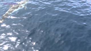 Dolphins in Greece [upl. by Call419]