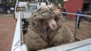 Overgrown Baarack the Sheep Loses 78Pound Wool Fleece Before and After [upl. by Hillery939]