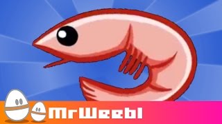 Shrimp Glockenspiel  animated music video  MrWeebl [upl. by Einehpets]